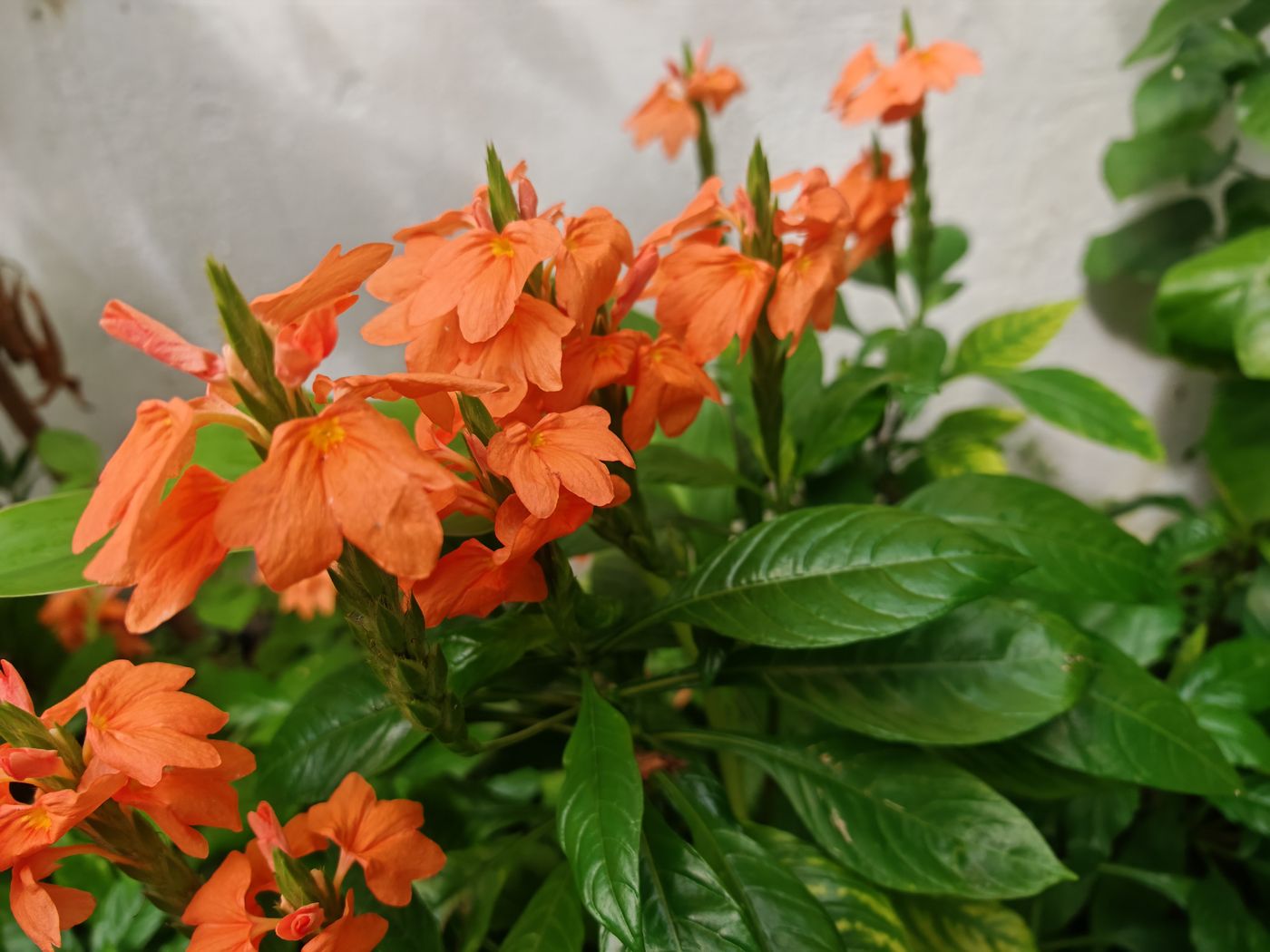 Encore d'autres fleurs